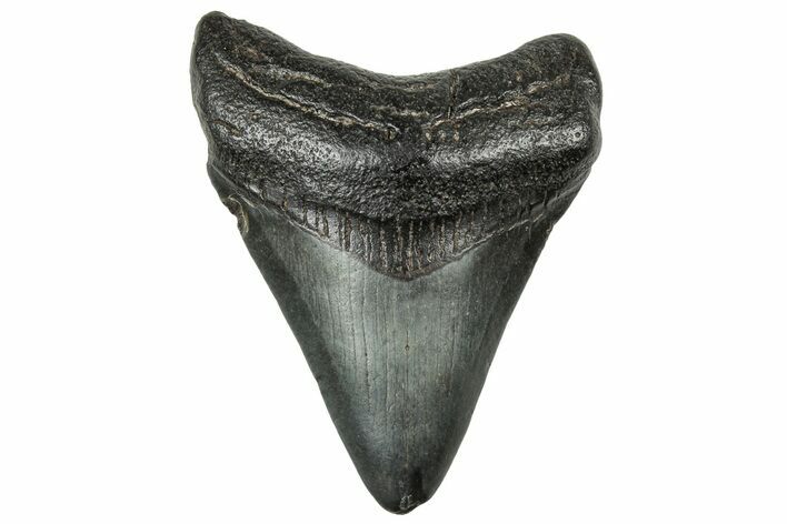 Juvenile Megalodon Tooth - South Carolina #325196